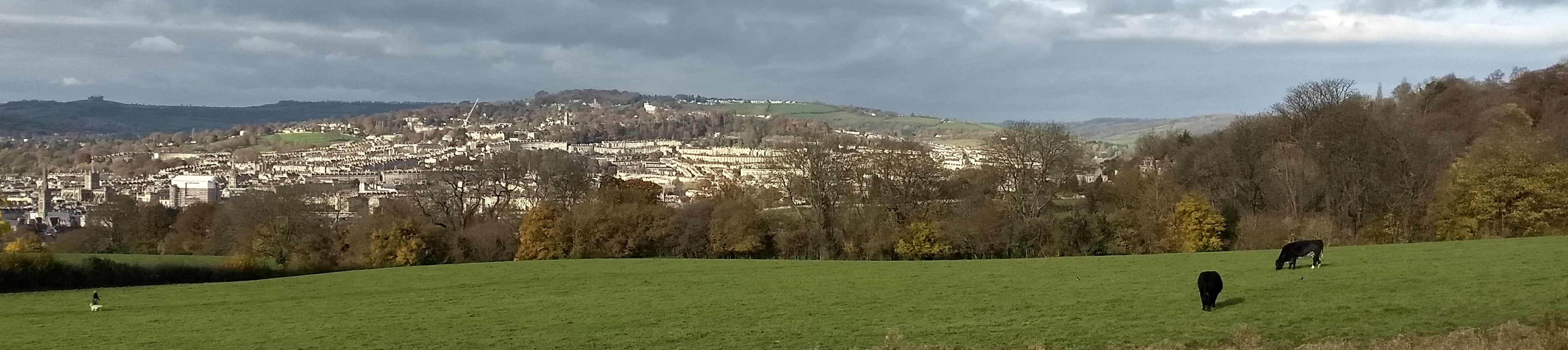 COWs in a field with a view over Bath in the background